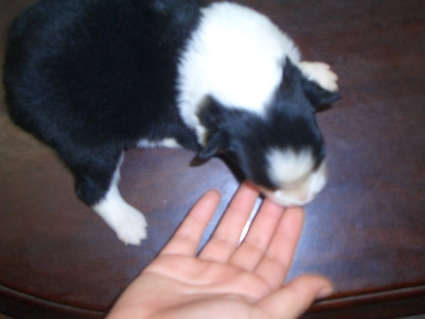 ボーダーコリーの子犬No.200808122-2