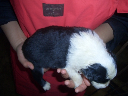 ボーダーコリーの子犬No.200902131