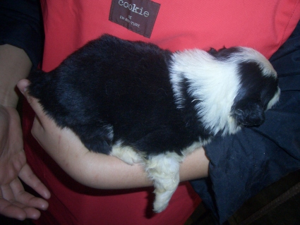 ボーダーコリーの子犬No.200902132