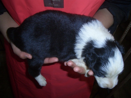 ボーダーコリーの子犬No.200902134