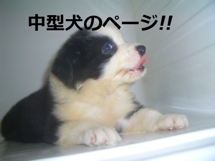 中型犬ページ