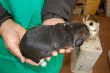 ビーグルの子犬販売No.200812151-2
