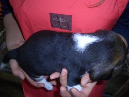 ビーグルの子犬販売No.200901154-2