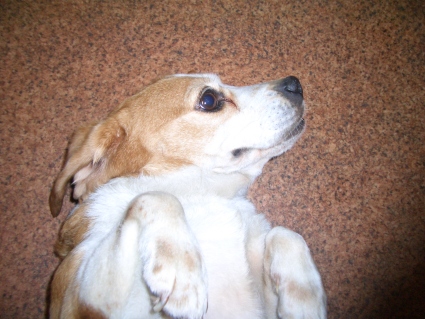 ビーグル母犬の写真