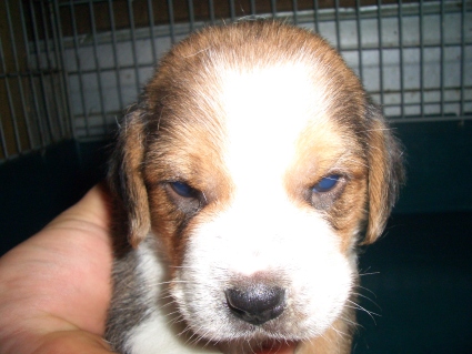 ビーグル子犬4月29日生まれの男の子の写真