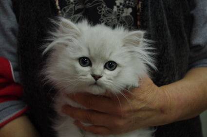 おすすめの子猫チンチラ