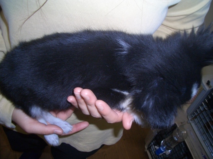 チワワの子犬販売No.200811121-2