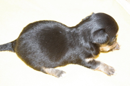 チワワの子犬販売No.200911101