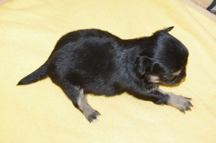 チワワの子犬販売No.200911103