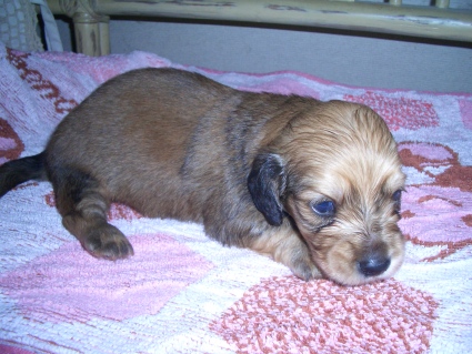 ミニチュアダックスフンドの子犬No.200906035