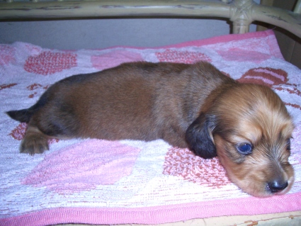 ミニチュアダックスフンドの子犬No.200906031