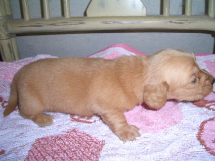 ミニチュアダックスフンドの子犬No.200906034