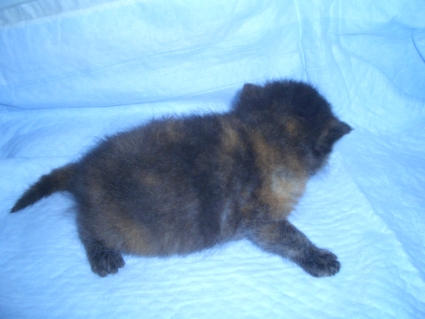 エキゾチックショートヘアの子猫写真