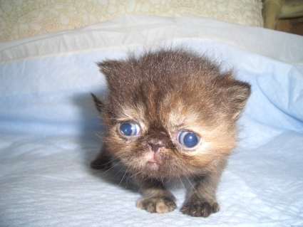 エキゾチックショートヘアの子猫写真