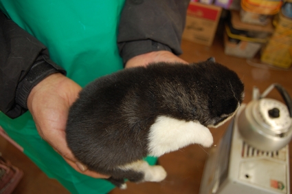 シベリアンハスキーの子犬No.200812111-2