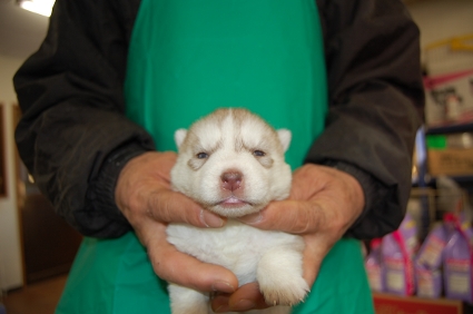 シベリアンハスキーの子犬No.200812116