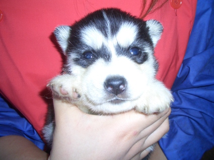 シベリアンハスキーの子犬No.200902028