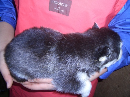 シベリアンハスキーの子犬No.200902021-2