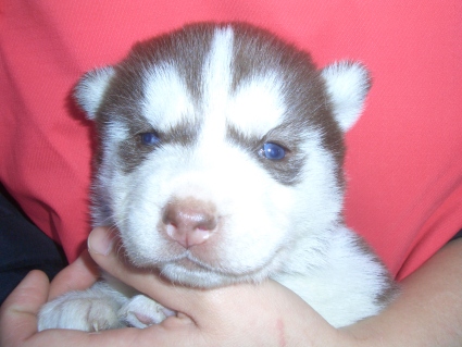 シベリアンハスキーの子犬No.200902131