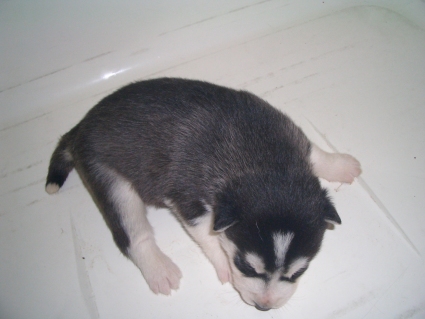 シベリアンハスキーの子犬No.200904244