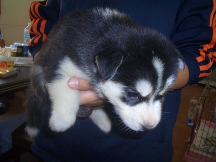 シベリアンハスキーの子犬No.200908125