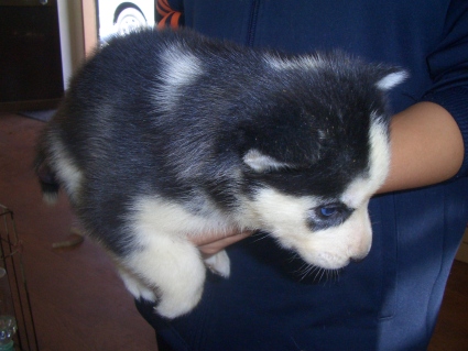シベリアンハスキーの子犬No.200908123
