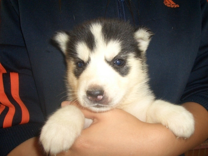 シベリアンハスキーの子犬No.200908124