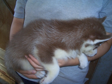 シベリアンハスキーの子犬No.200907133