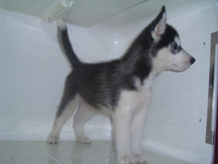 シベリアンハスキーの子犬No.200907182