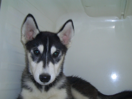 シベリアンハスキーの子犬No.200907181