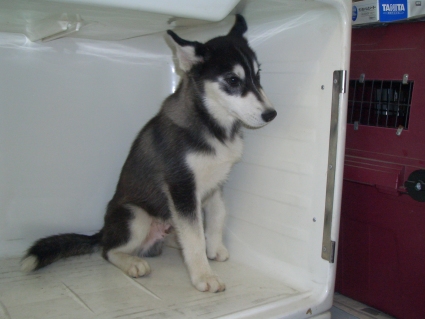 シベリアンハスキーの子犬No.200907181