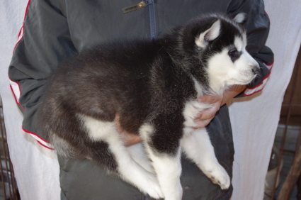 シベリアンハスキーの子犬No.200911131
