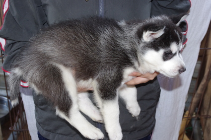 シベリアンハスキーの子犬No.200911132