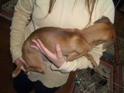 イタリアングレーハウンドの子犬No.200808072-2