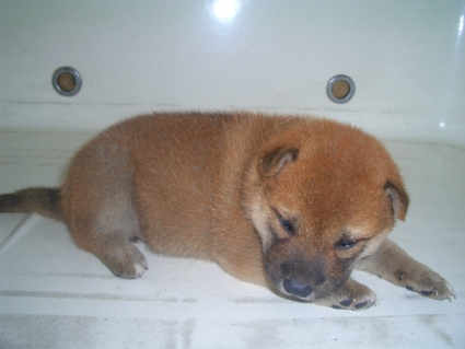 柴犬の子犬No.200908183