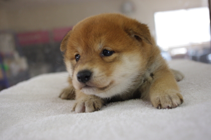 柴犬の子犬販売