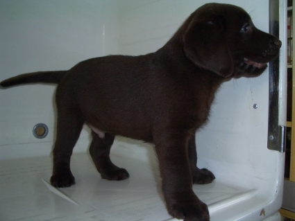 ラブラドールレトリバーの子犬販売No.200905201-2