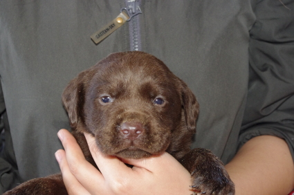 ラブラドールレトリバーの子犬販売No.200911203
