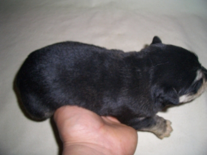 ミックス犬の子犬No.200904161-2