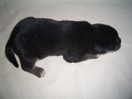 ミックス犬の子犬No.200904163-2
