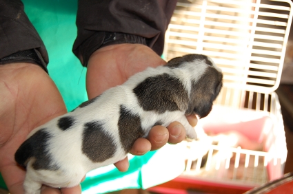 プチバセットグリフォンバンデーンの子犬No.200901084-2