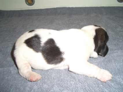 プチバセットグリフォンバンデーンの子犬の写真