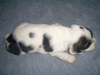 プチバセットグリフォンバンデーンの子犬No.200906221-2
