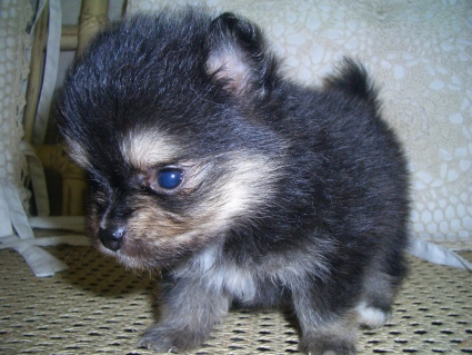 ポメラニアン子犬の写真