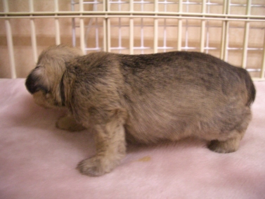 ミニチュア・シュナウザーの子犬の写真