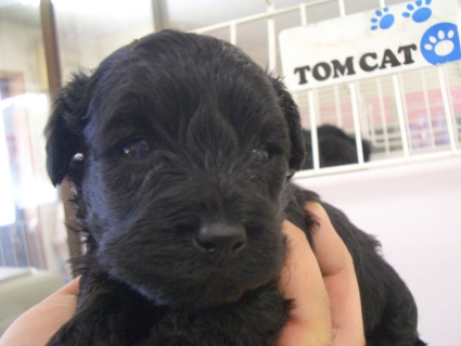 トイプードルの子犬販売No.201001131