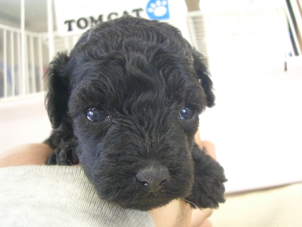 トイプードルの子犬販売No.201001135